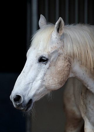 White horse