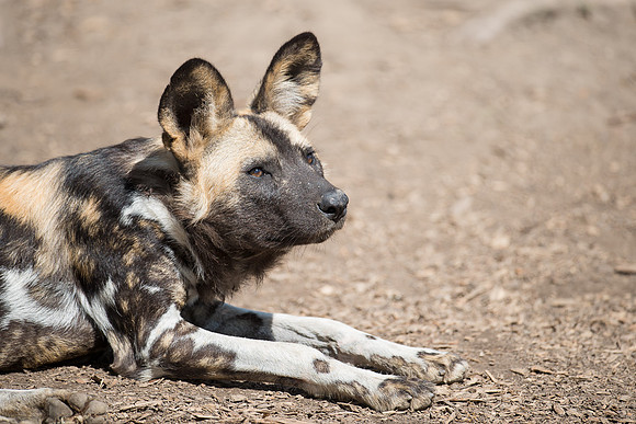 African wild dog