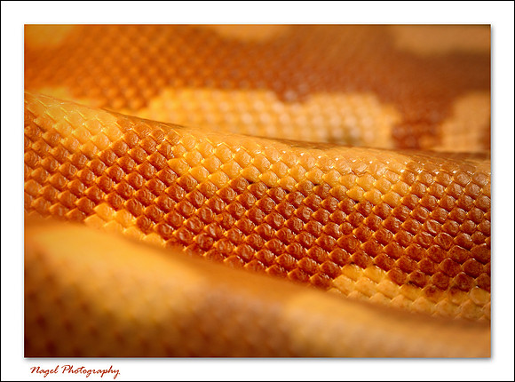 Python skin