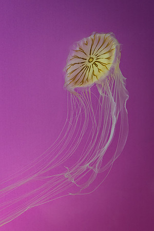 Jellyfish