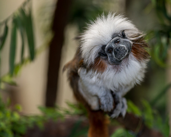 Cotton-top tamarin