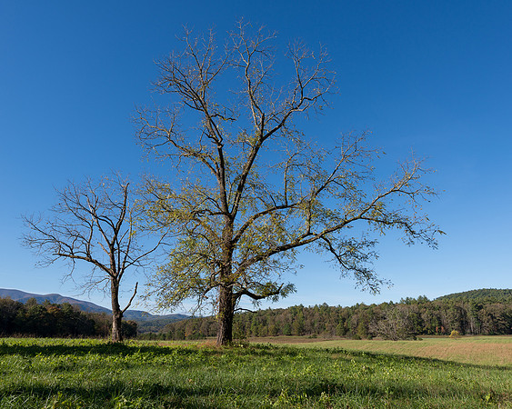 Cades Cove trees
