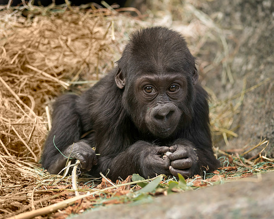 Infant gorilla