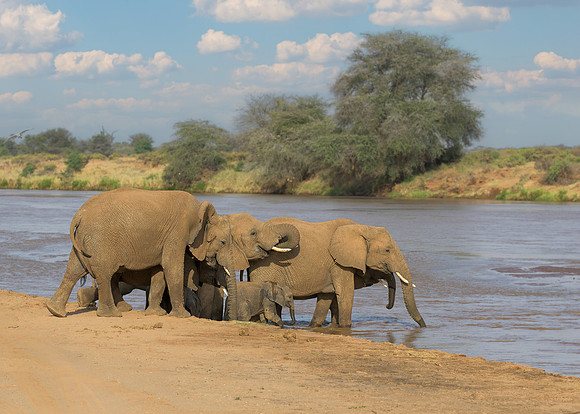 Elelphant at River