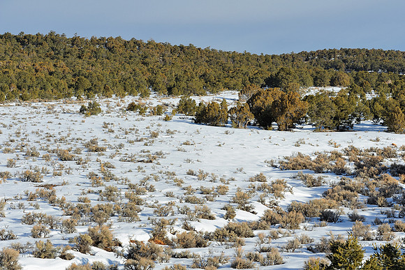 Kaibab National Forest