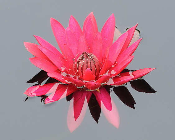 "Red Flare" waterlily