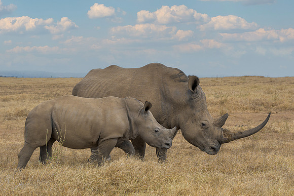 White Rhinoceroses
