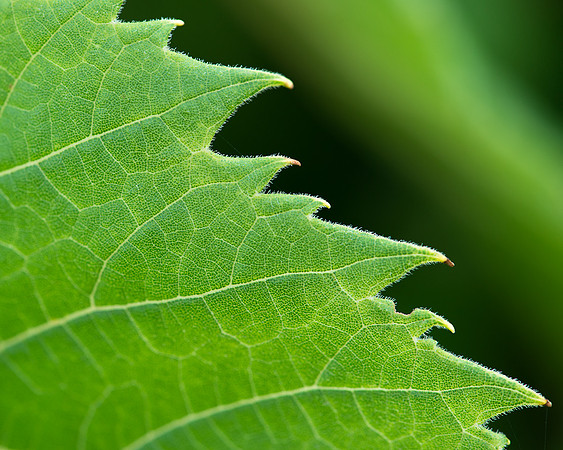 Leaf edge