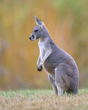 Kangaroo
