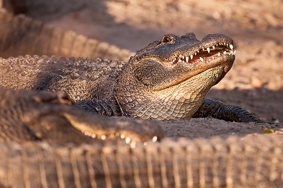 Alligator
