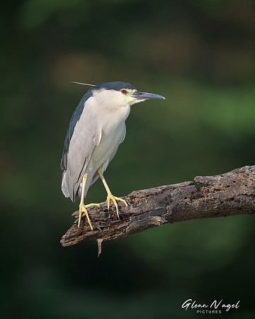 Heron on Bare Tree