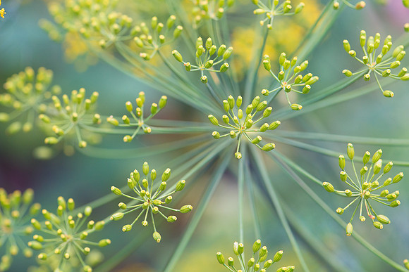 Yellow flowers