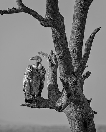 Rüppell’s Griffon Vulture