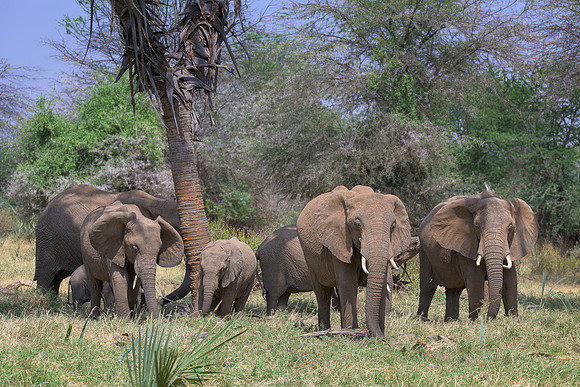 Elephants