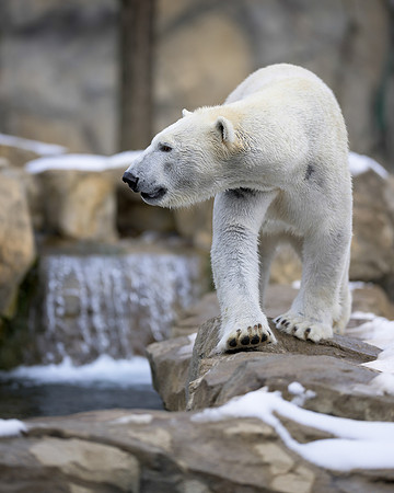 Polar bear