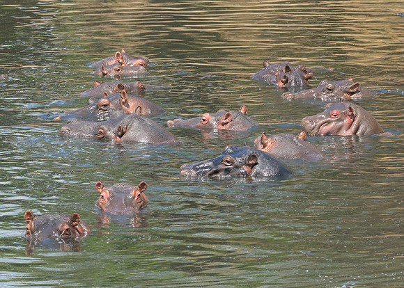 Hippos