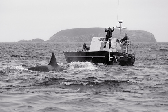 Whale watching