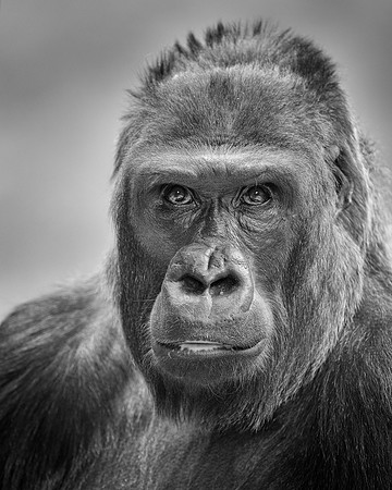 Western lowland gorilla