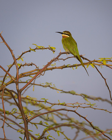 Bee-eater