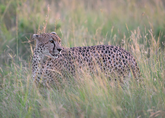 Cheetah