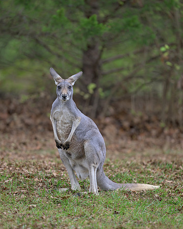 Kangaroo