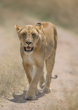 Lioness
