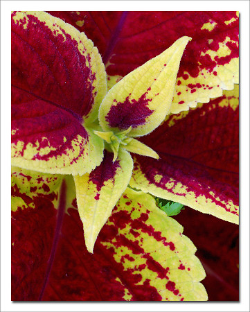 Coleus