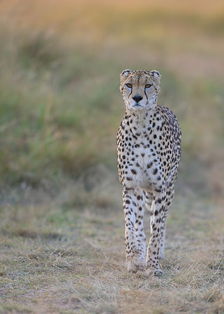 Cheetah