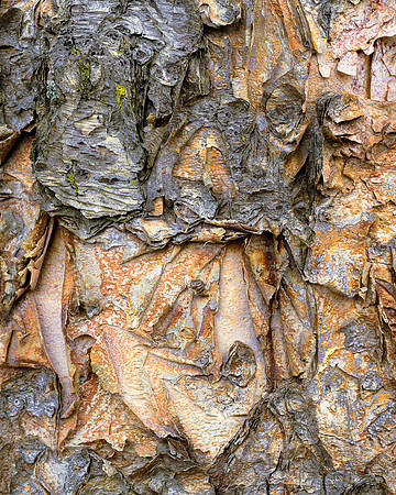Tree Bark