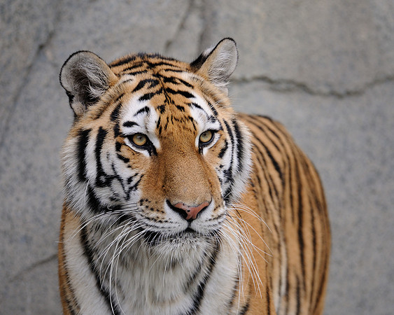 Amur tiger