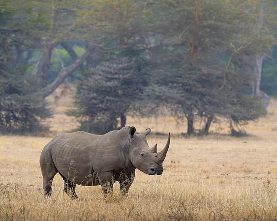 Rhinoceros