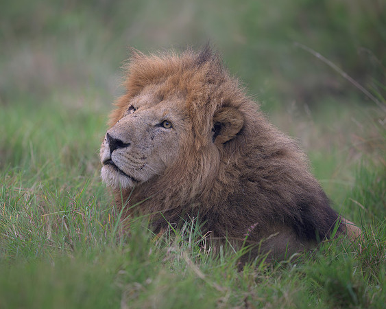Lion