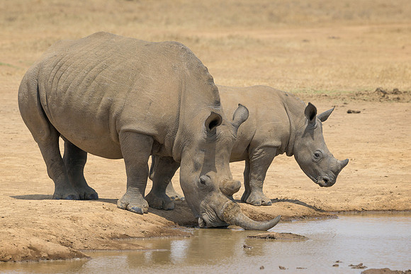 White Rhinoceroses