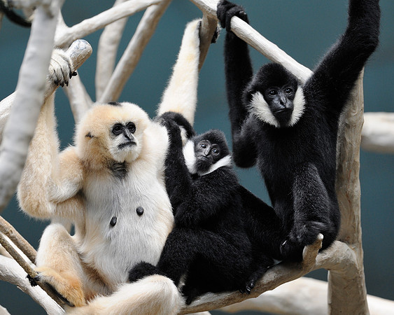 White-cheeked gibbons