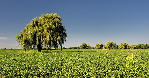 Weeping willow