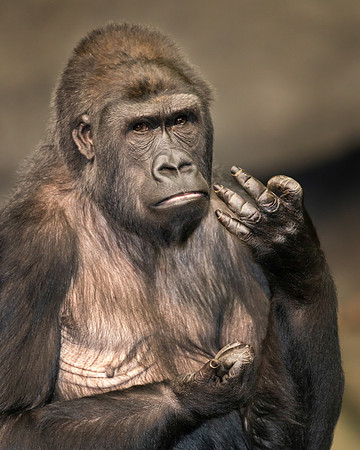 Female gorilla