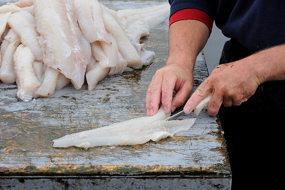 Filleting cod