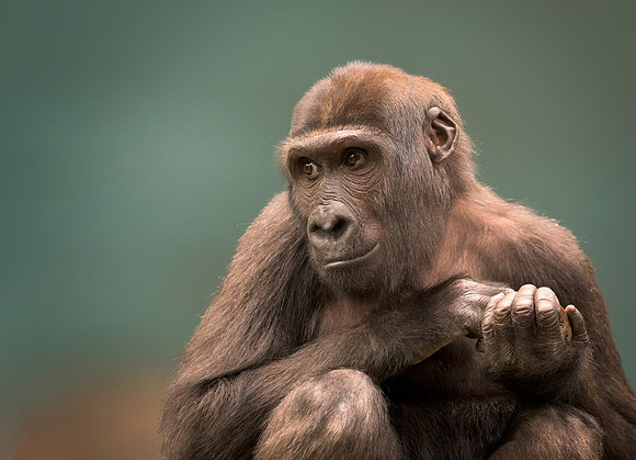 Western lowland gorilla