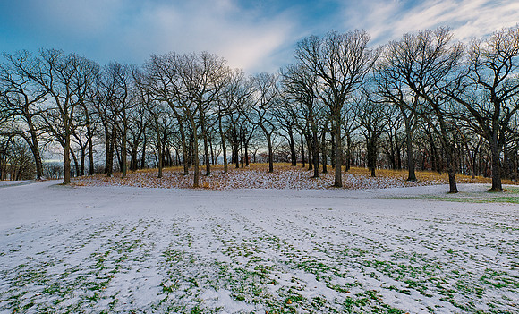 Winter Forest