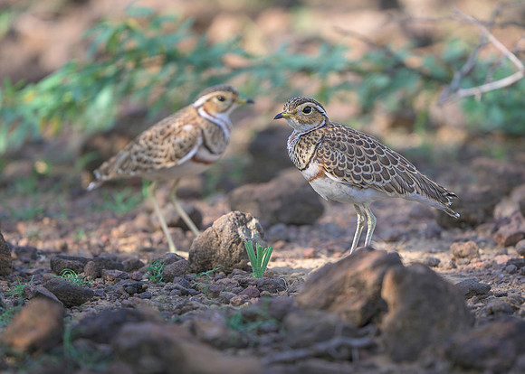 Three-Banded Coursers