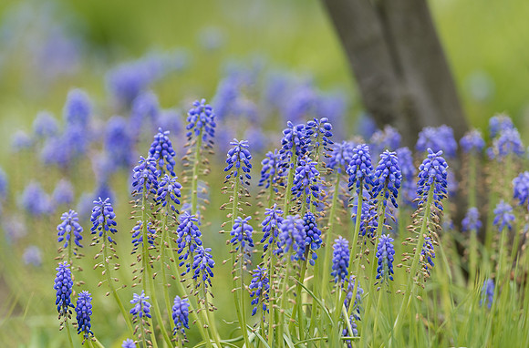 Blue Hill Sage