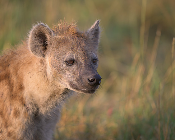 Spotted Hyena