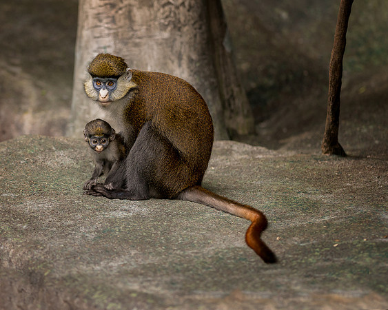 Red-tailed monkeys
