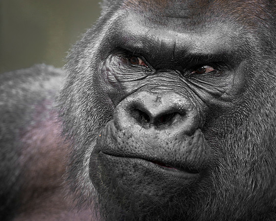 Silverback gorilla