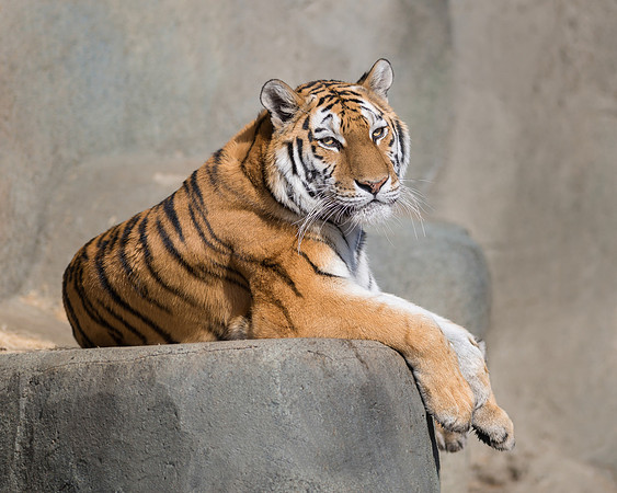 Amur tiger