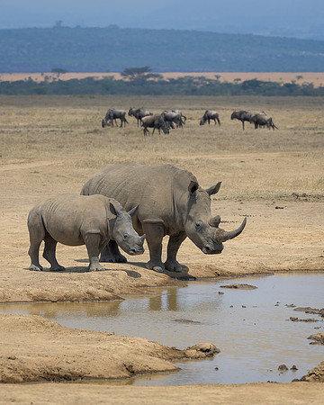 White Rhinoceroses
