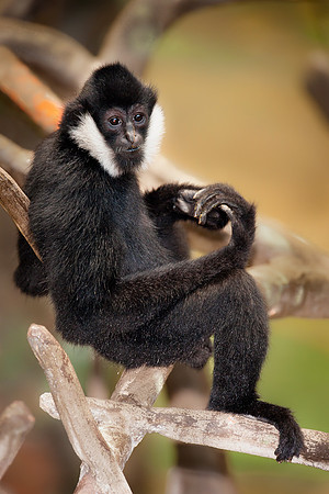 White-cheeked gibbon