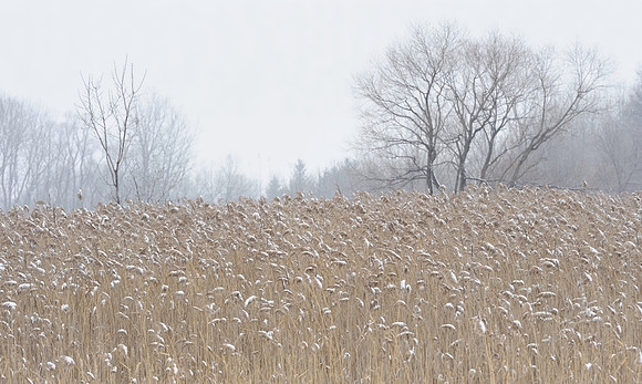 Ravinia wetland
