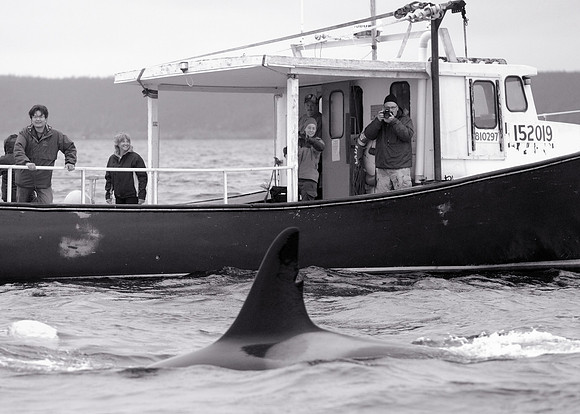 Whale watching