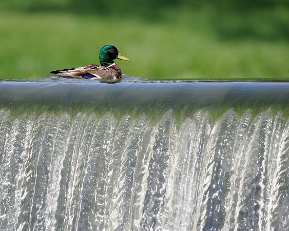 Duck over falls